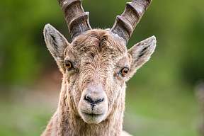 Sunstar Swiss Hotel Collection - Pontresina - Steinbock 1