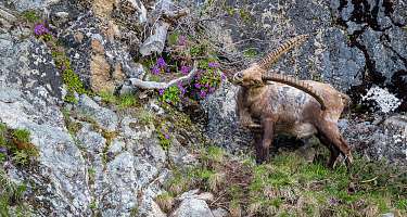 Ein Steinbock in den Bergen