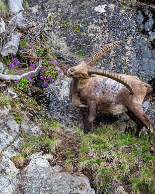Alpensteinbock an felsiger Bergwand bei Pontresina in den Engadiner Alpen